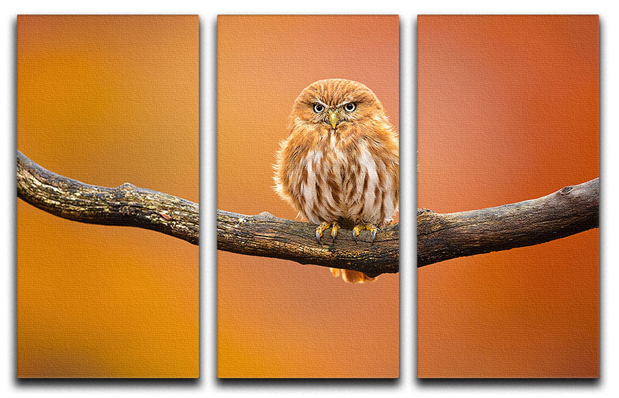 Orange Ferruginous Pygmy Owl 3 Split Panel Canvas Print - Canvas Art Rocks - 1