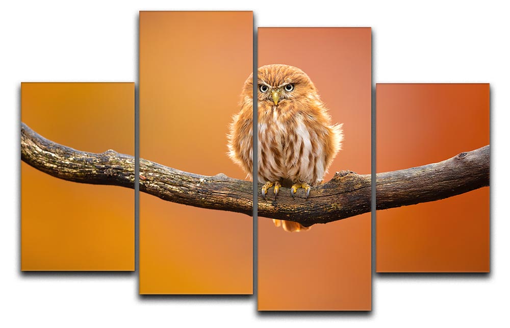 Orange Ferruginous Pygmy Owl 4 Split Panel Canvas - Canvas Art Rocks - 1