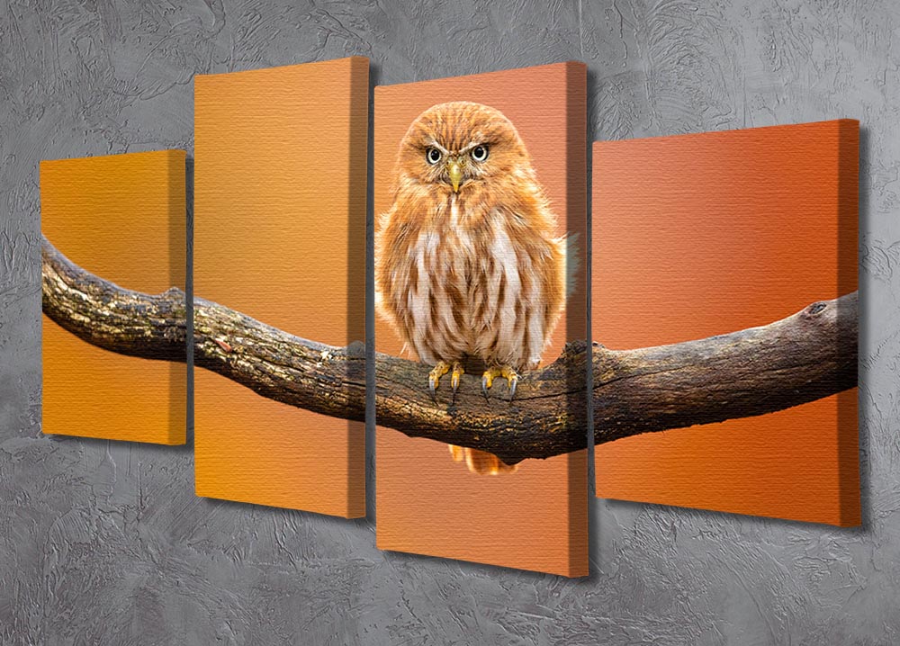 Orange Ferruginous Pygmy Owl 4 Split Panel Canvas - Canvas Art Rocks - 2