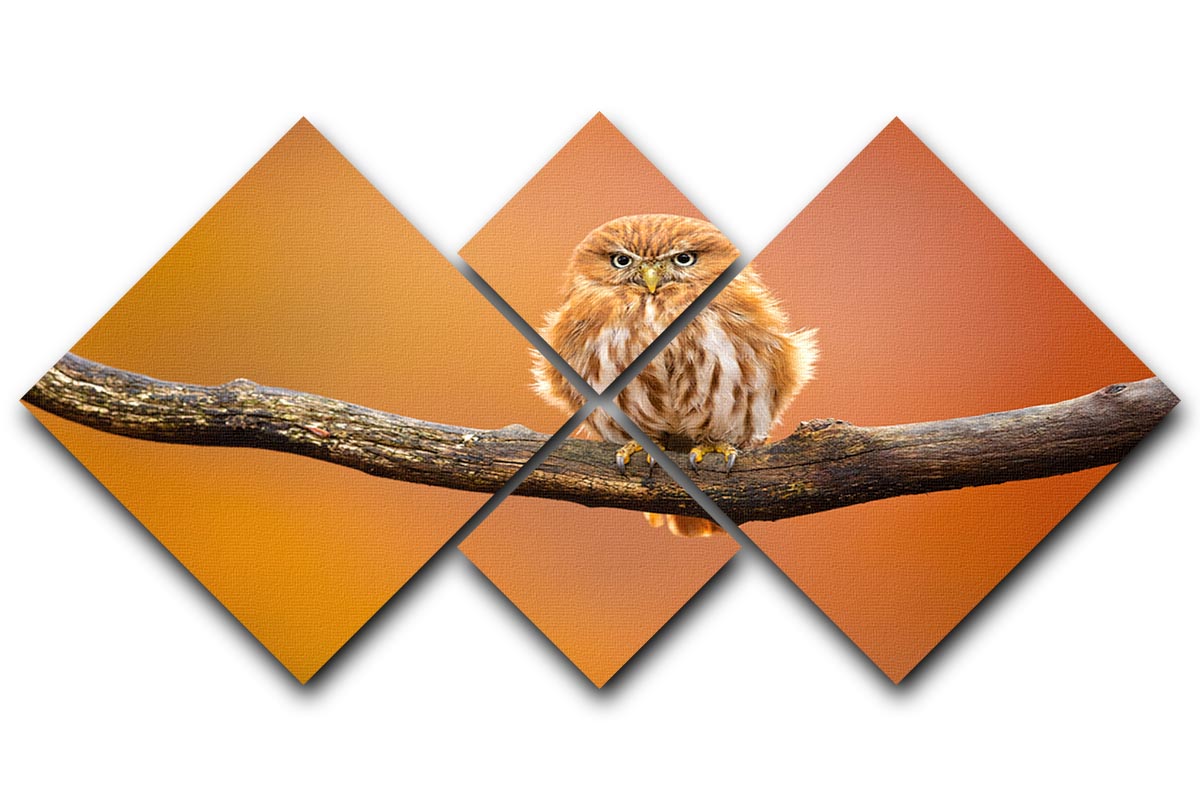 Orange Ferruginous Pygmy Owl 4 Square Multi Panel Canvas - Canvas Art Rocks - 1