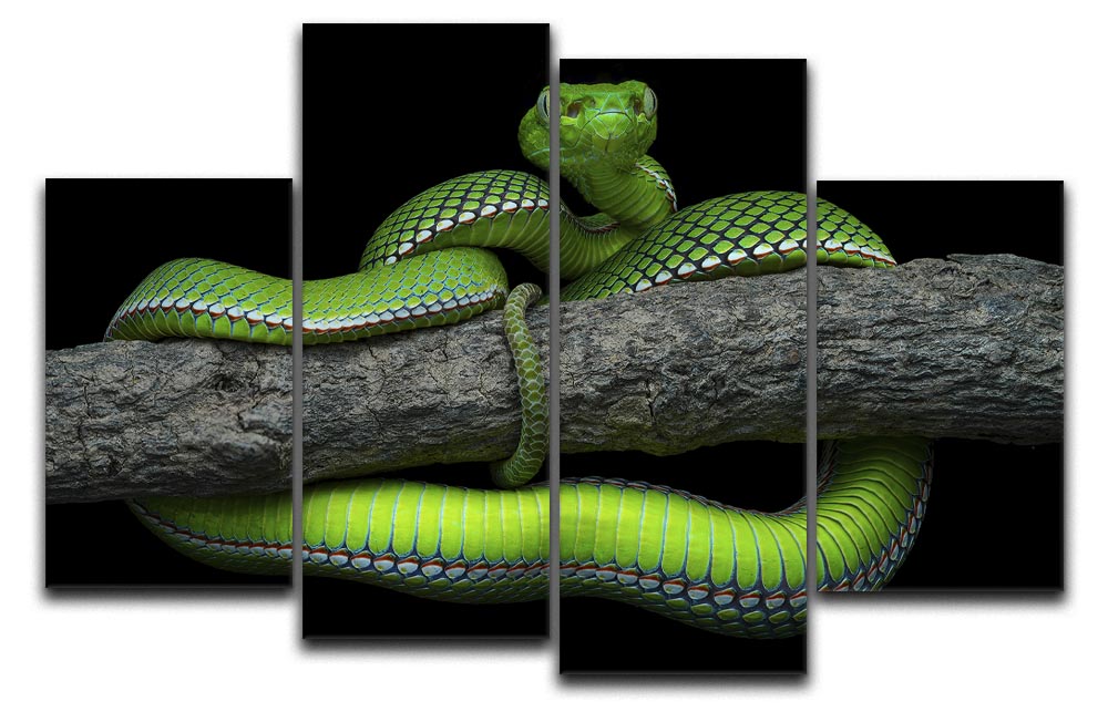 Green Trimeresurus Vogeli Snake 4 Split Panel Canvas - Canvas Art Rocks - 1