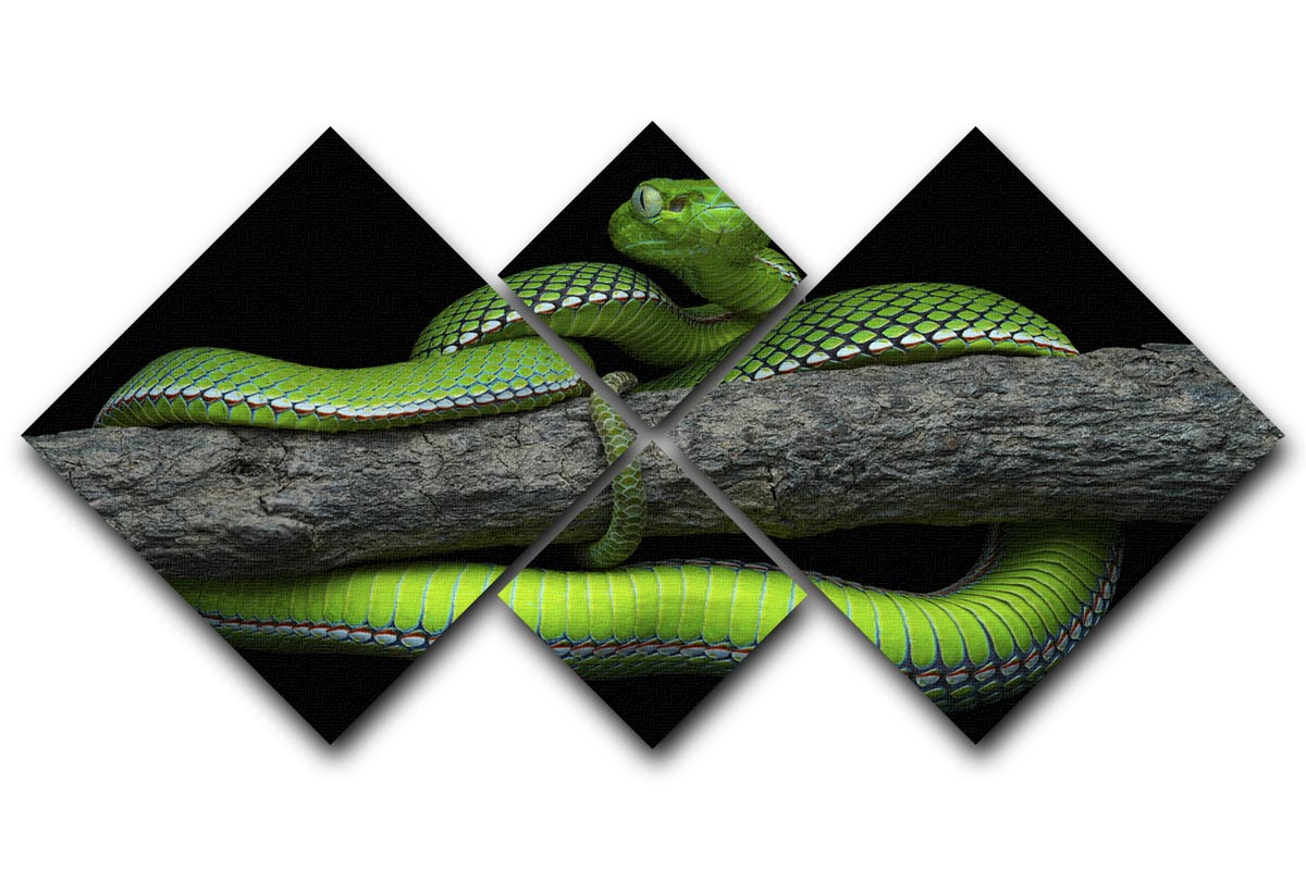 Green Trimeresurus Vogeli Snake 4 Square Multi Panel Canvas - Canvas Art Rocks - 1