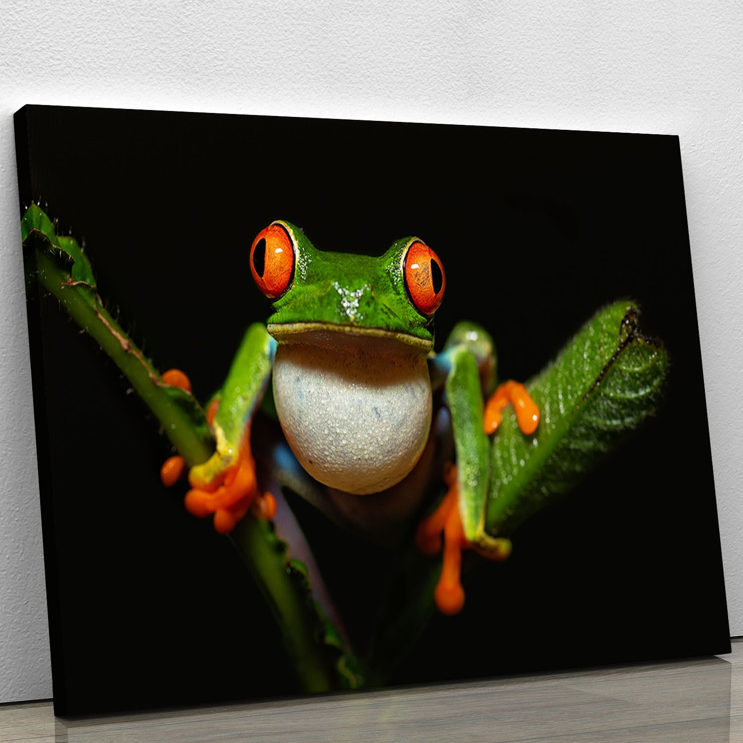 Red-eyed tree frog Canvas Print or Poster - Canvas Art Rocks - 1