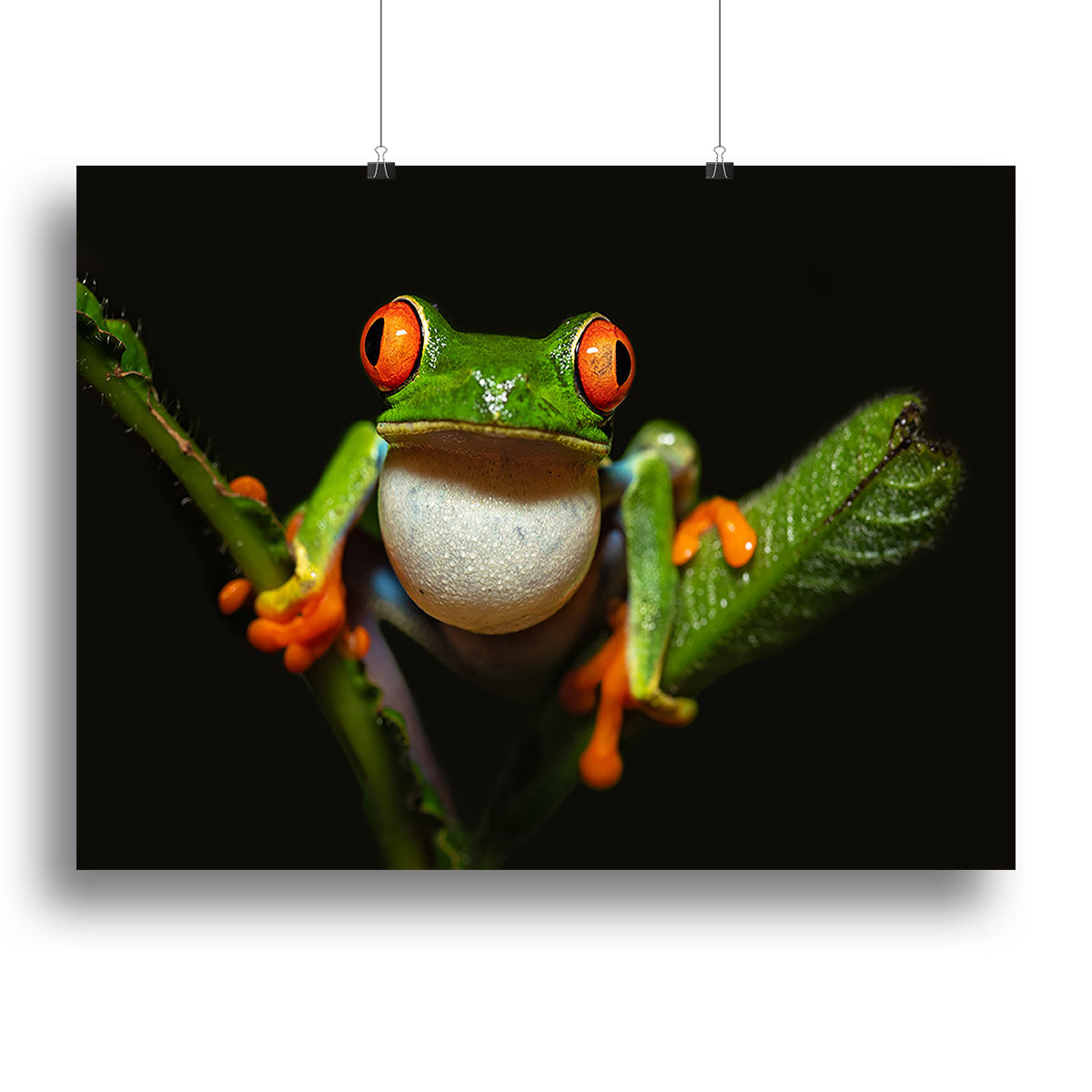 Red-eyed tree frog Canvas Print or Poster - Canvas Art Rocks - 2