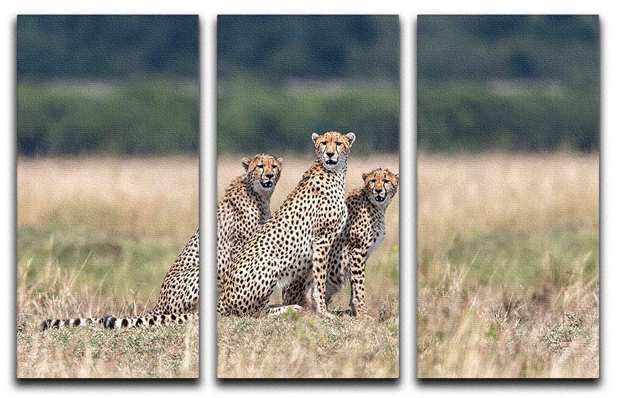 Three Cheetahs 3 Split Panel Canvas Print - Canvas Art Rocks - 1