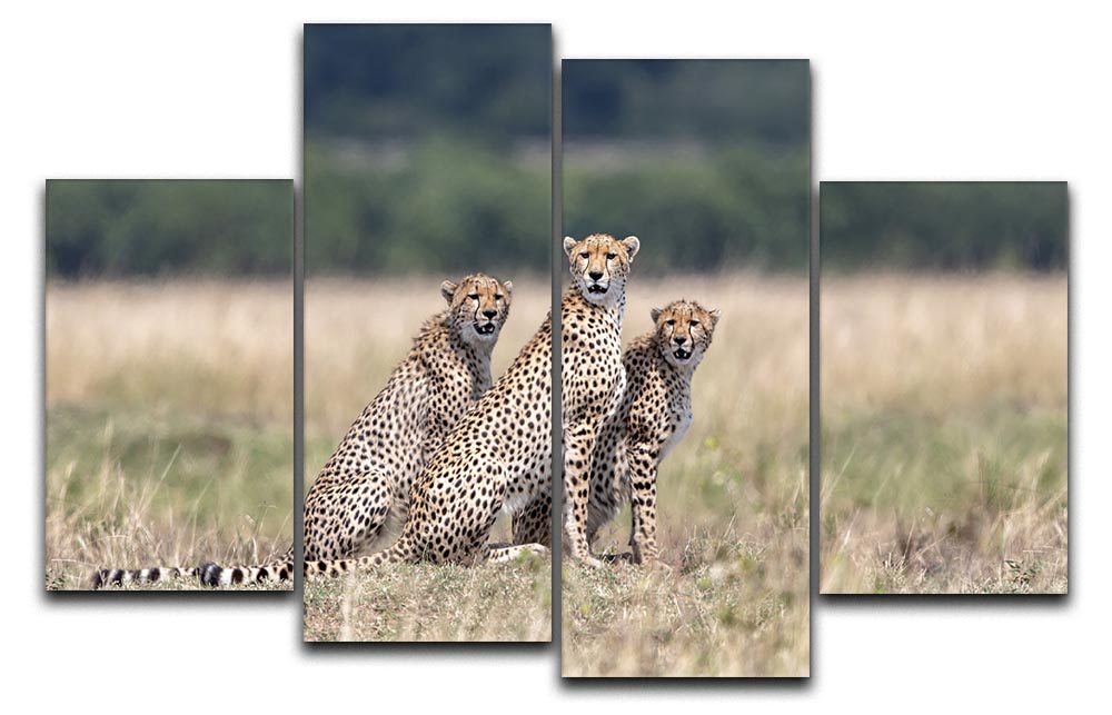 Three Cheetahs 4 Split Panel Canvas - Canvas Art Rocks - 1