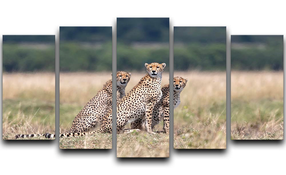 Three Cheetahs 5 Split Panel Canvas - Canvas Art Rocks - 1