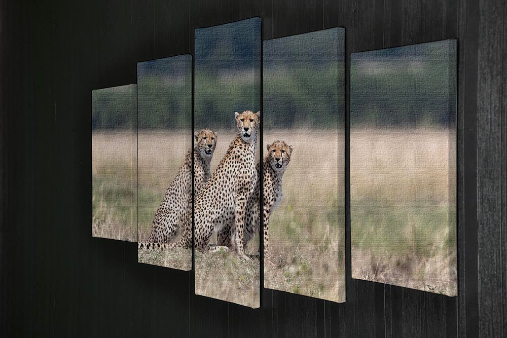 Three Cheetahs 5 Split Panel Canvas - Canvas Art Rocks - 2