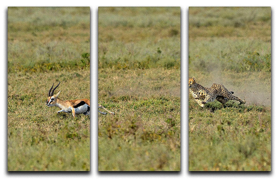 Cheetah Hunting 3 Split Panel Canvas Print - Canvas Art Rocks - 1