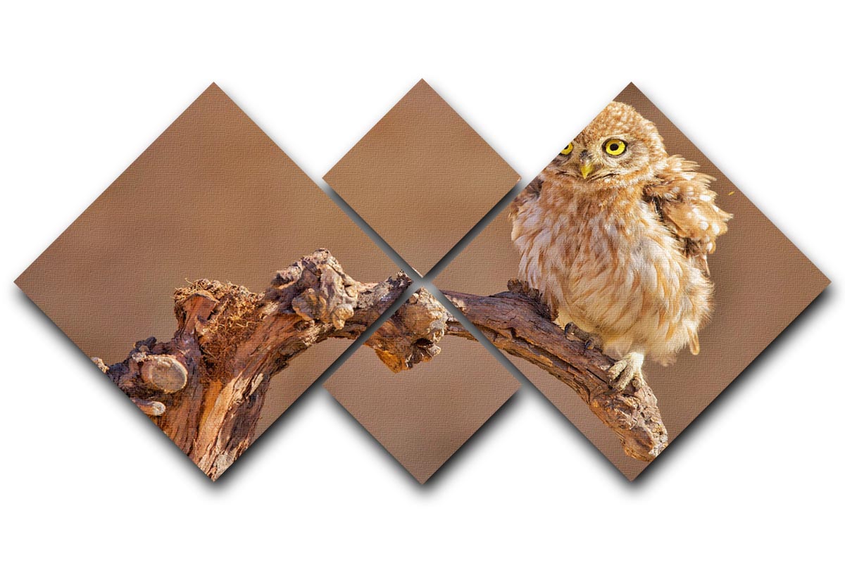 Little Owl On A Branch 4 Square Multi Panel Canvas - Canvas Art Rocks - 1