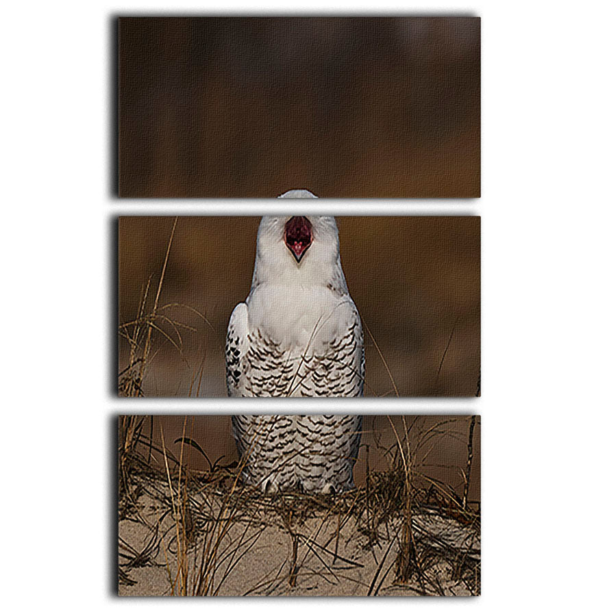 A Snowy Owl Chirping 3 Split Panel Canvas Print - Canvas Art Rocks - 1