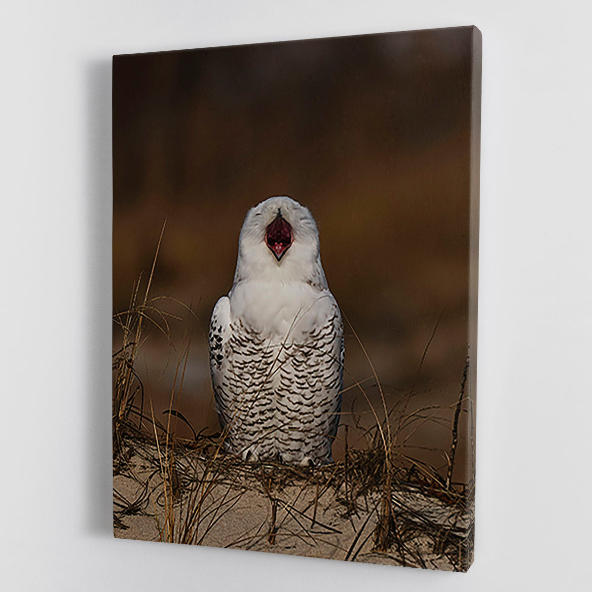 A Snowy Owl Chirping Canvas Print or Poster - Canvas Art Rocks - 1