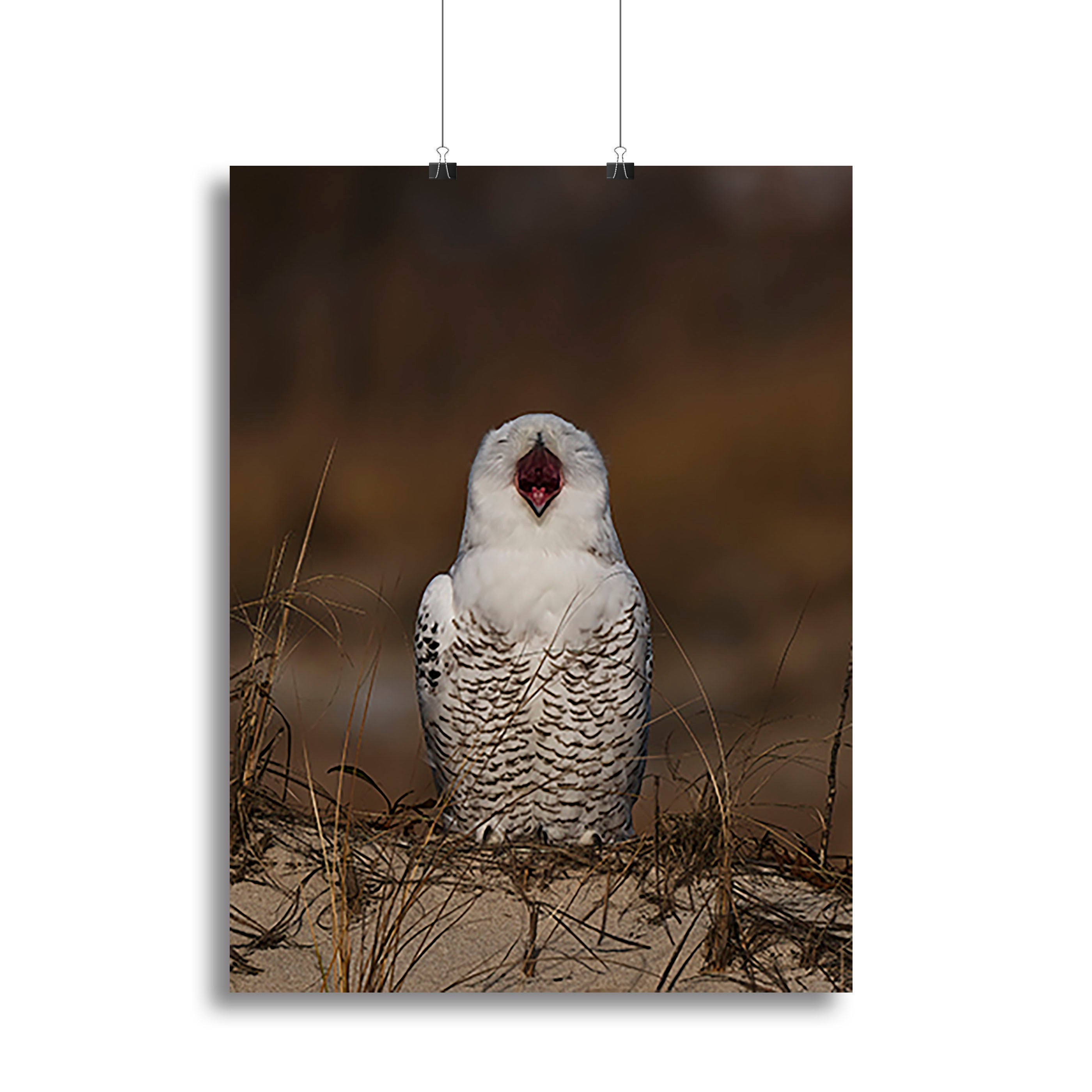 A Snowy Owl Chirping Canvas Print or Poster - Canvas Art Rocks - 2