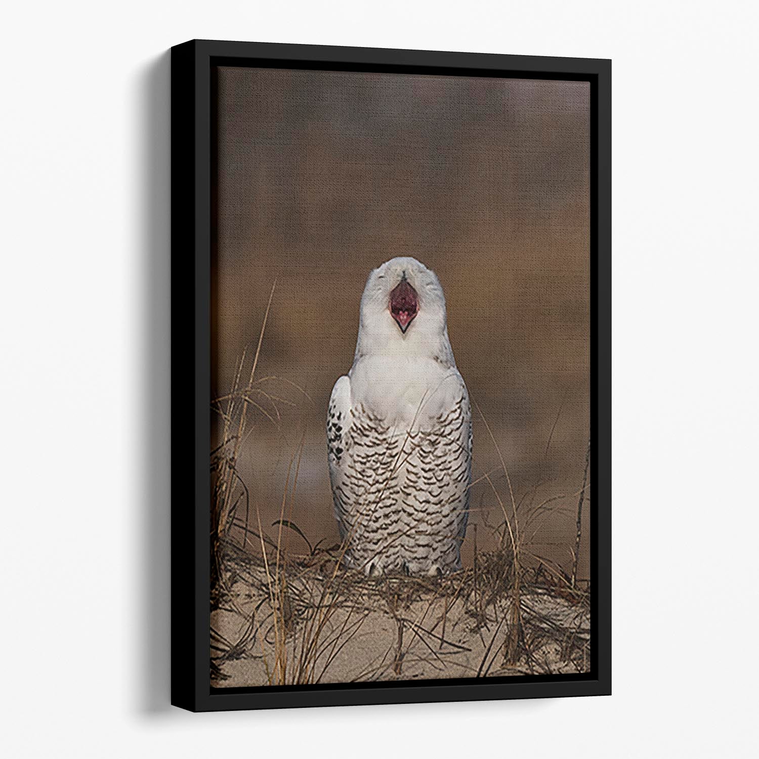 A Snowy Owl Chirping Floating Framed Canvas - Canvas Art Rocks - 1