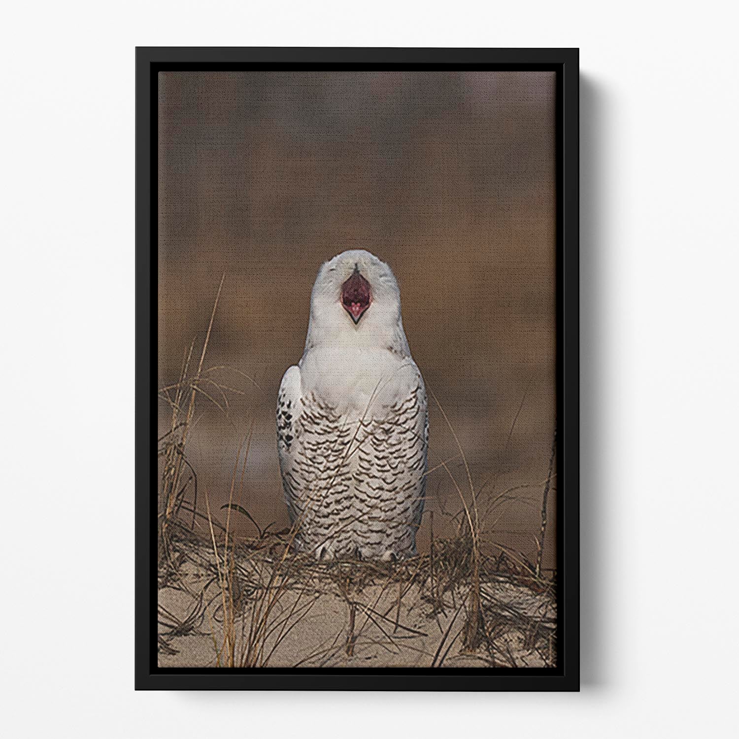A Snowy Owl Chirping Floating Framed Canvas - Canvas Art Rocks - 2