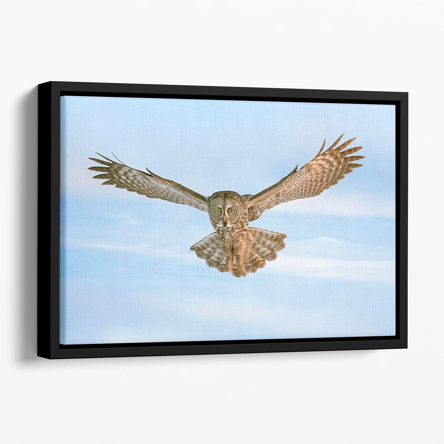 An Owl Flying Floating Framed Canvas - Canvas Art Rocks - 1