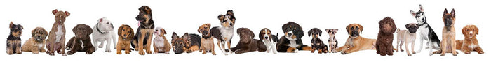 22 puppy dogs in a row in front of a white background Wall Mural Wallpaper