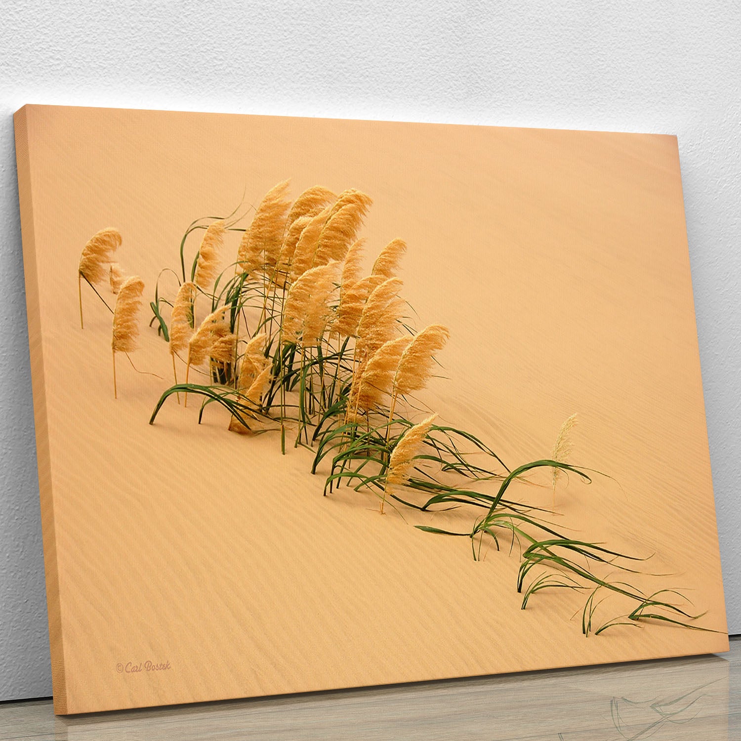 Pampas Grass In Sand Dune Canvas Print or Poster - Canvas Art Rocks - 1