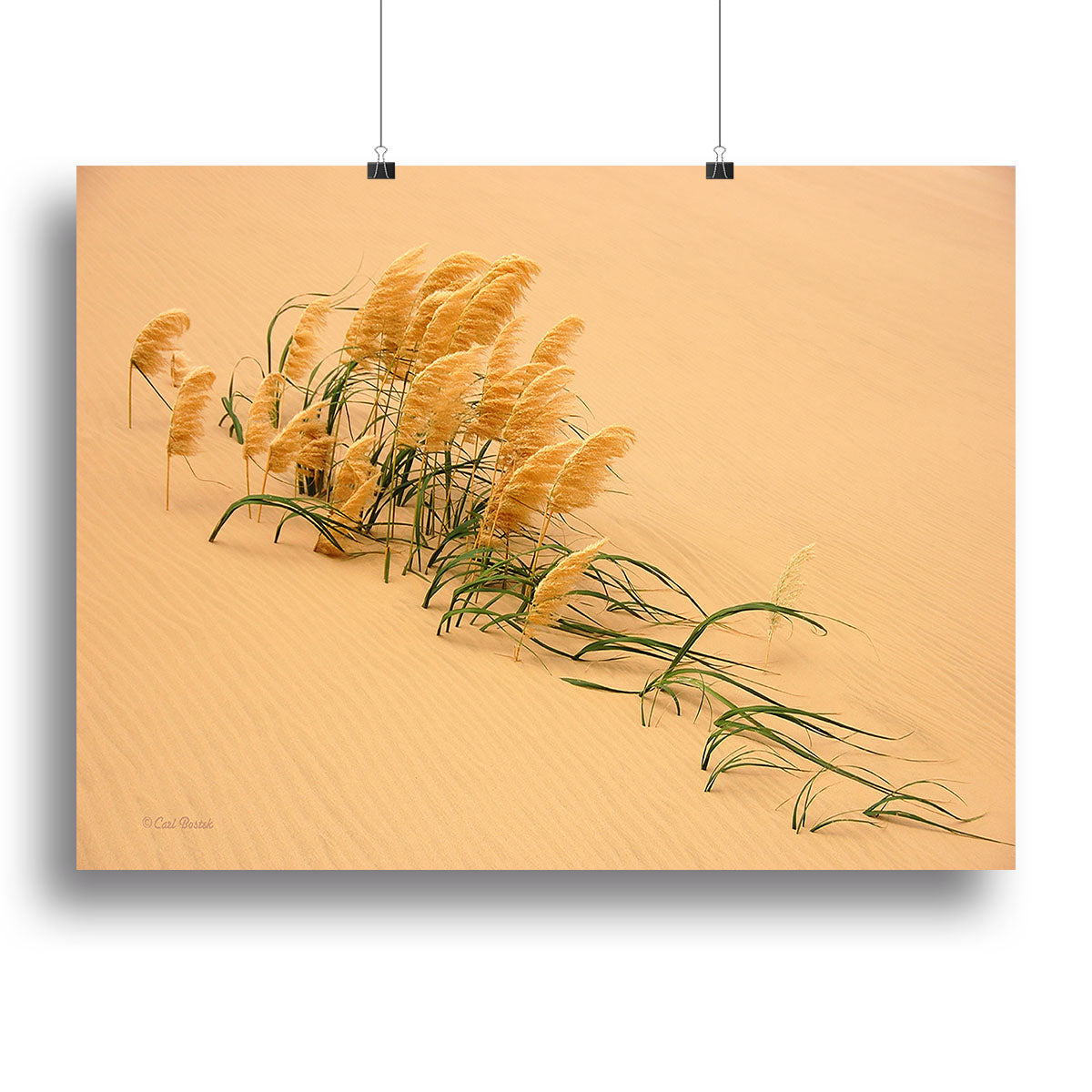 Pampas Grass In Sand Dune Canvas Print or Poster - Canvas Art Rocks - 2