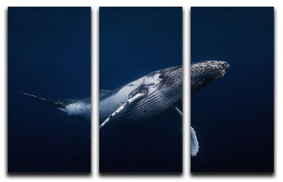 Humpback Whale In Blue 3 Split Panel Canvas Print - Canvas Art Rocks - 1