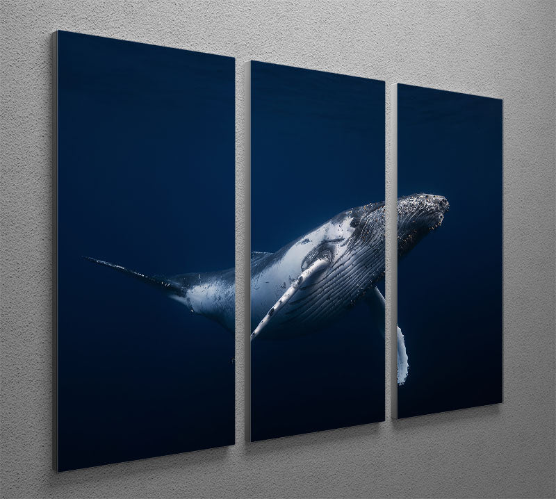 Humpback Whale In Blue 3 Split Panel Canvas Print - Canvas Art Rocks - 2