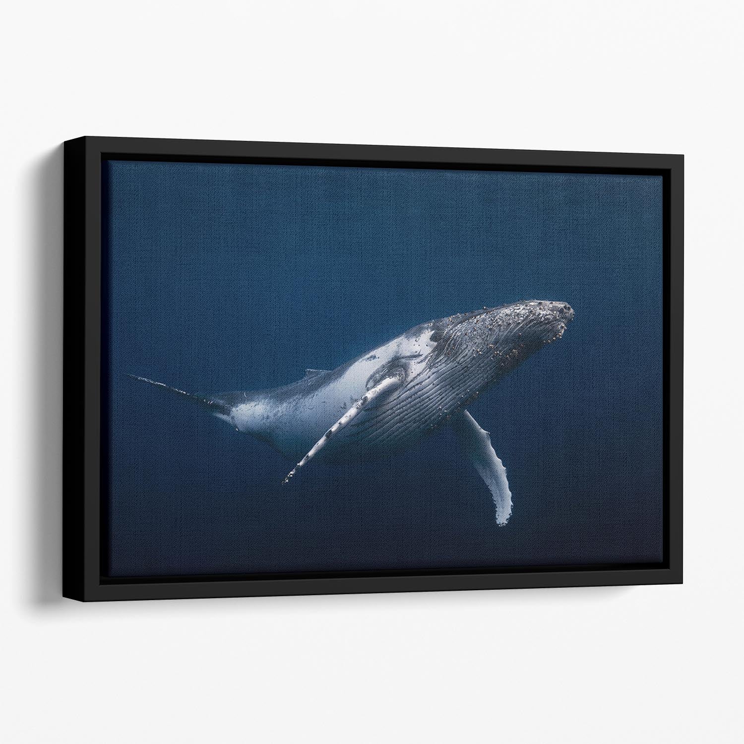 Humpback Whale In Blue Floating Framed Canvas - Canvas Art Rocks - 1
