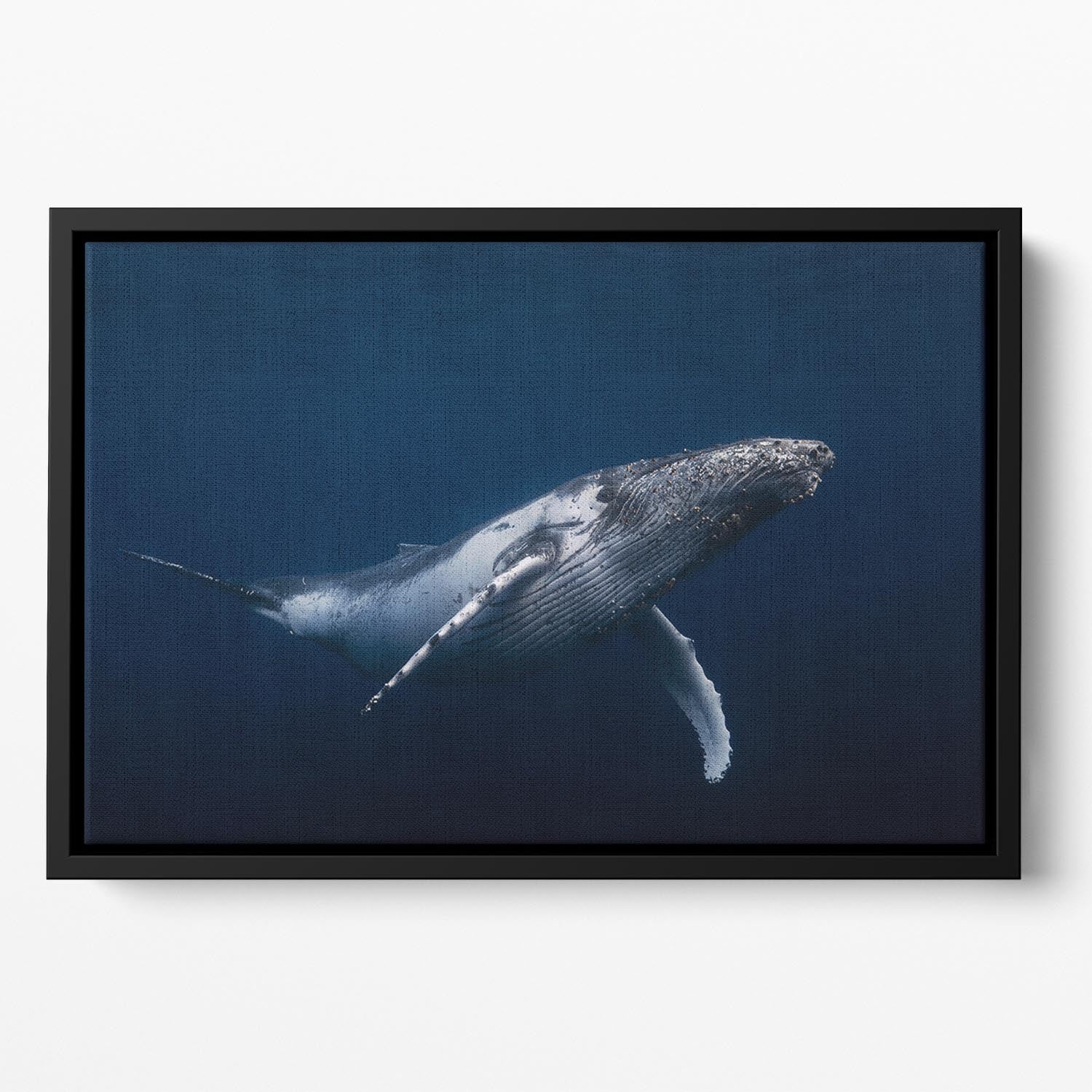 Humpback Whale In Blue Floating Framed Canvas - Canvas Art Rocks - 2