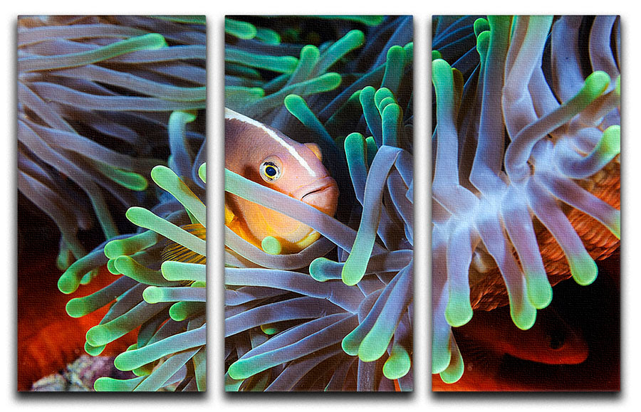 Clownfish 3 Split Panel Canvas Print - Canvas Art Rocks - 1