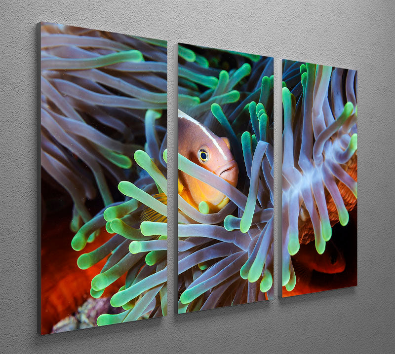 Clownfish 3 Split Panel Canvas Print - Canvas Art Rocks - 2
