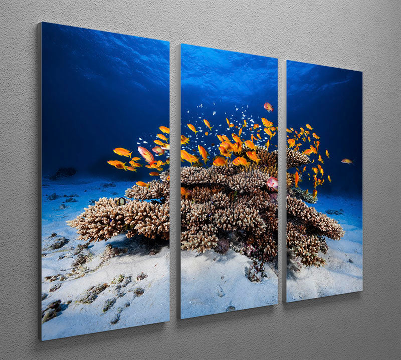 Marine Life 3 Split Panel Canvas Print - Canvas Art Rocks - 2