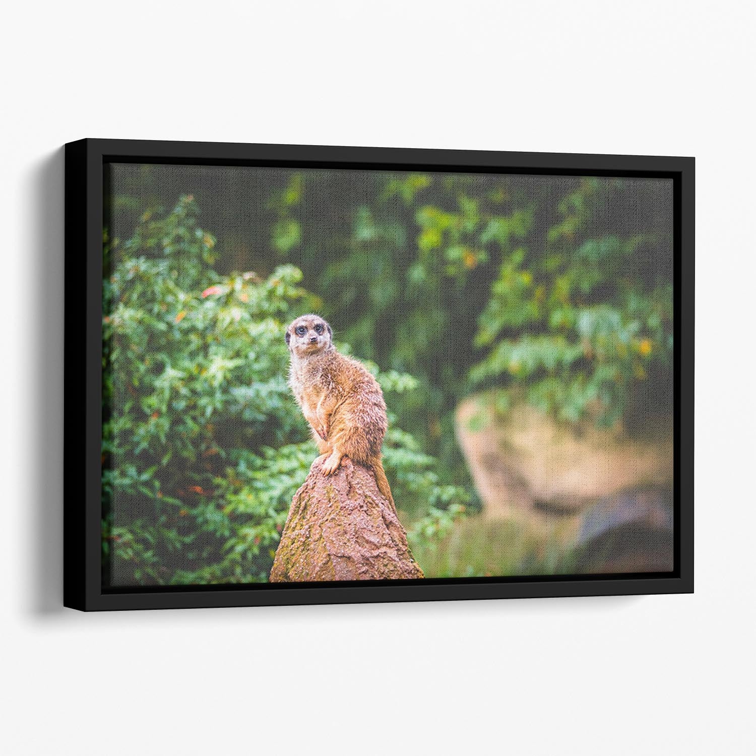 A Meerkats full attention Floating Framed Canvas - Canvas Art Rocks - 1