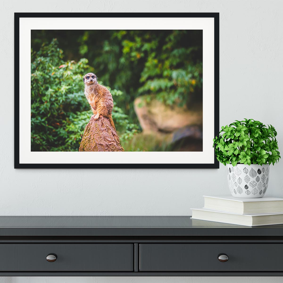 A Meerkats full attention Framed Print - Canvas Art Rocks - 1