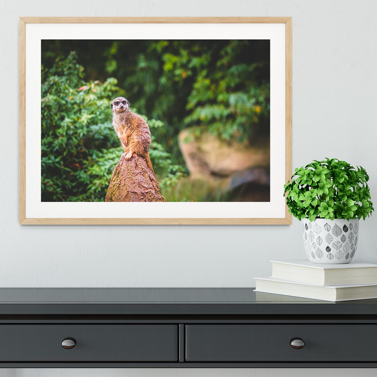 A Meerkats full attention Framed Print - Canvas Art Rocks - 3