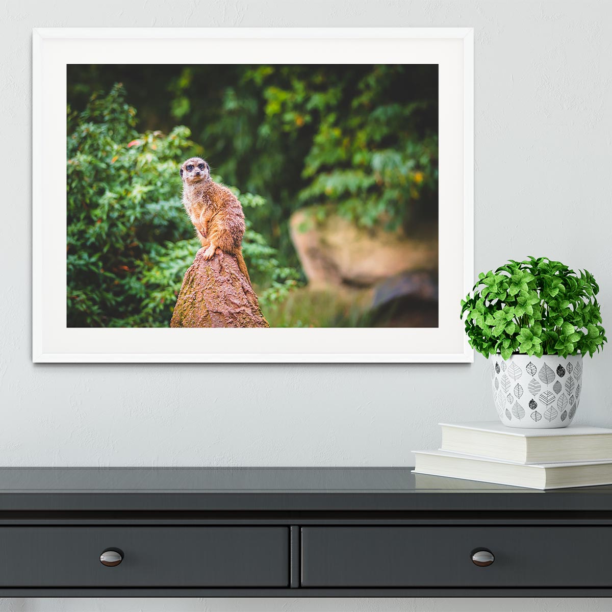 A Meerkats full attention Framed Print - Canvas Art Rocks - 5