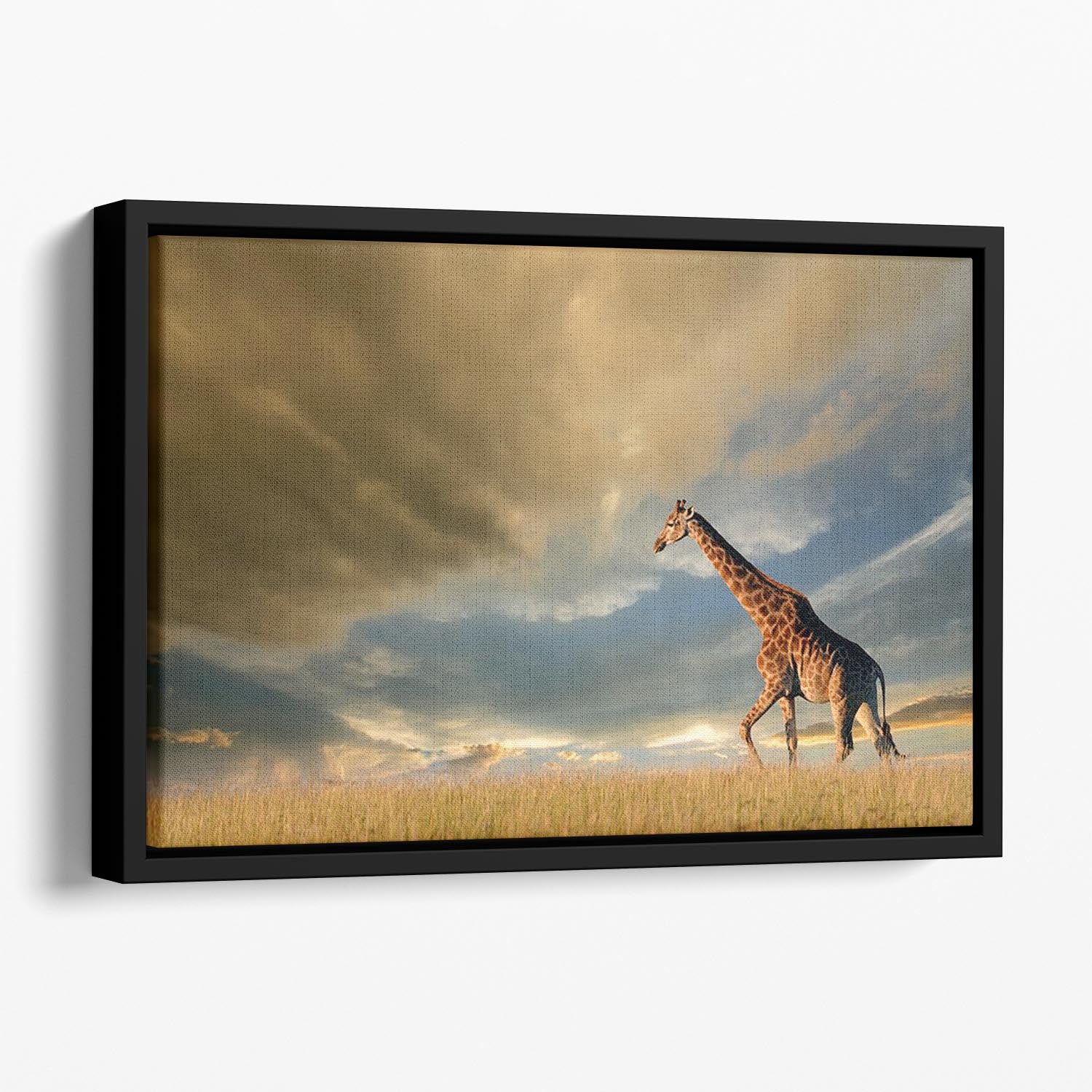 A giraffe walking on the African plains against a dramatic sky Floating Framed Canvas - Canvas Art Rocks - 1