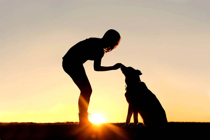 A silhouette of a girl sitting outside in the grass with her pet German Shepherd Mix Dog feeding him treats during training in front of a sunsetting sky. Wall Mural Wallpaper