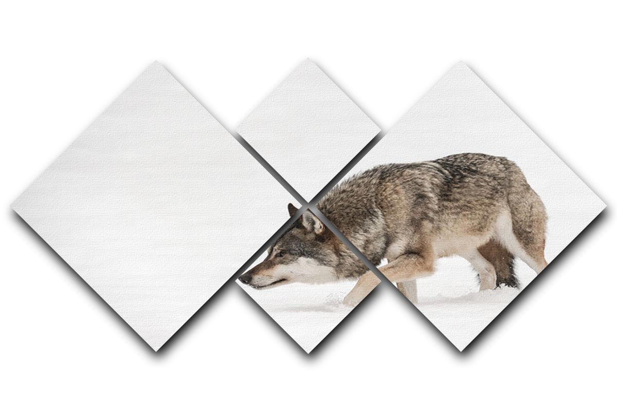 A solitary lone wolf prowls through snow 4 Square Multi Panel Canvas - Canvas Art Rocks - 1