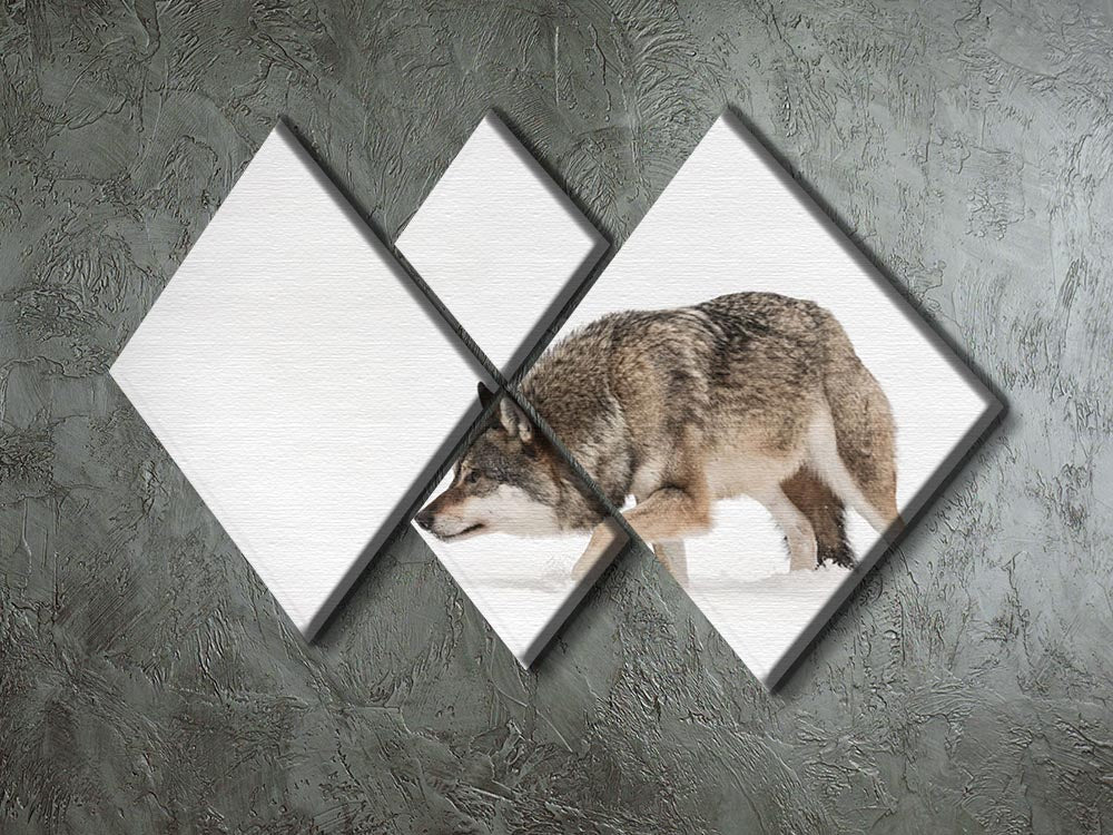 A solitary lone wolf prowls through snow 4 Square Multi Panel Canvas - Canvas Art Rocks - 2