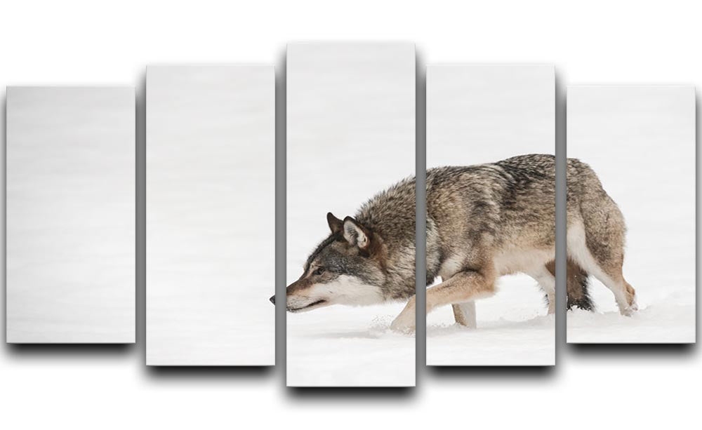 A solitary lone wolf prowls through snow 5 Split Panel Canvas - Canvas Art Rocks - 1