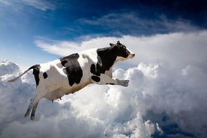 A super cow flying over clouds Wall Mural Wallpaper - Canvas Art Rocks - 1