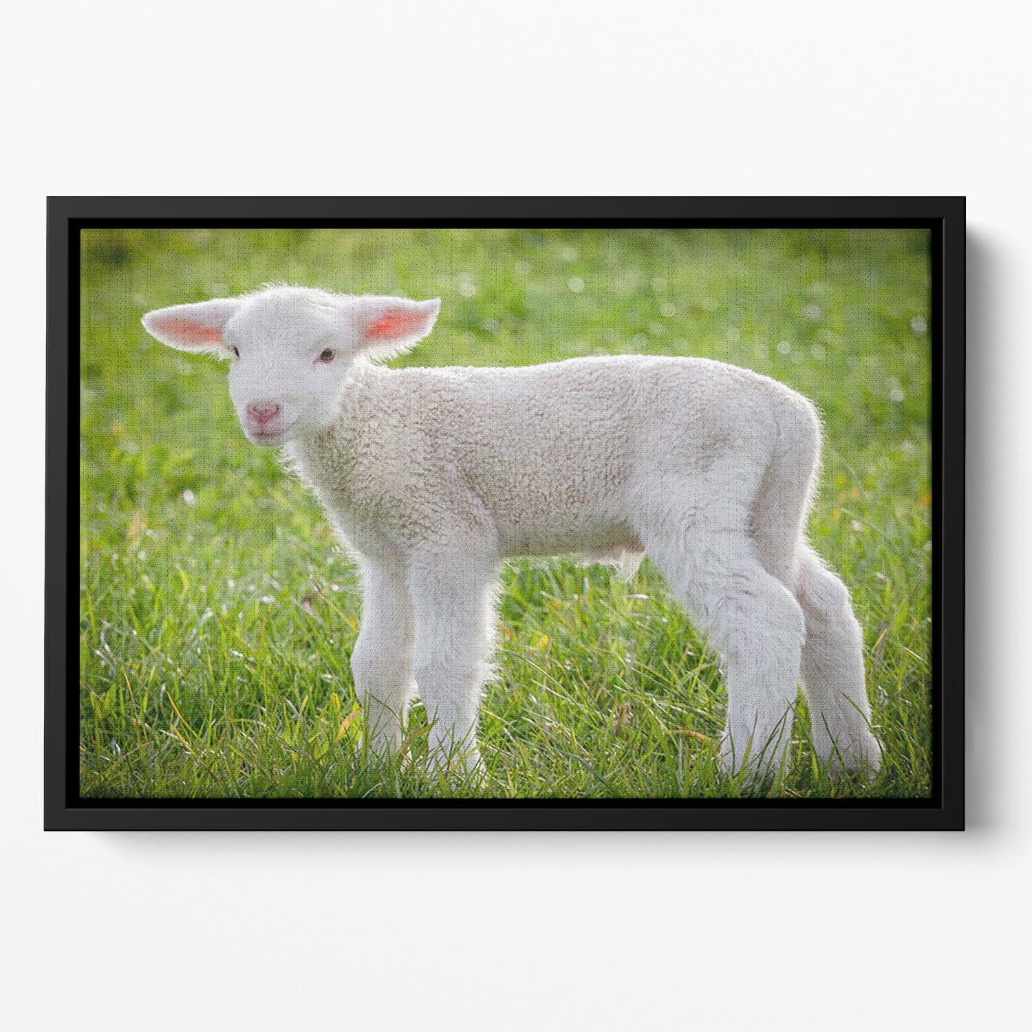 A white suffolk lamb Floating Framed Canvas - Canvas Art Rocks - 2