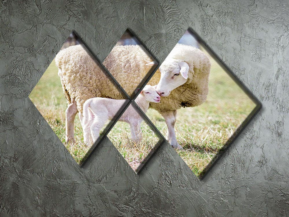 A white suffolk sheep with a lamb 4 Square Multi Panel Canvas - Canvas Art Rocks - 2