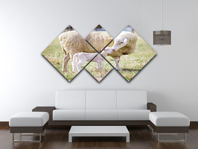 A white suffolk sheep with a lamb 4 Square Multi Panel Canvas - Canvas Art Rocks - 3