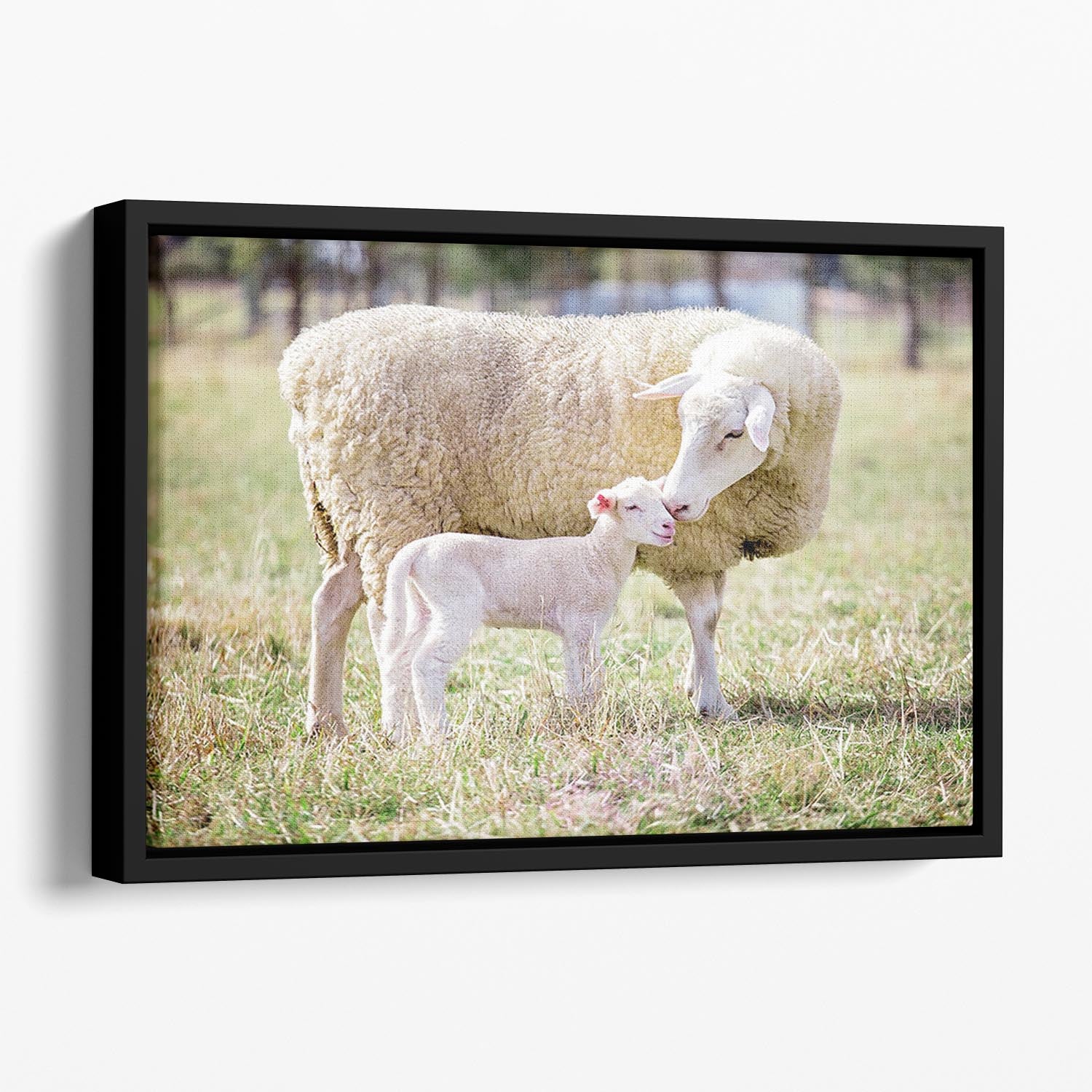 A white suffolk sheep with a lamb Floating Framed Canvas - Canvas Art Rocks - 1