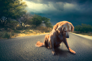 Abandoned dog in the middle of the road Wall Mural Wallpaper - Canvas Art Rocks - 1