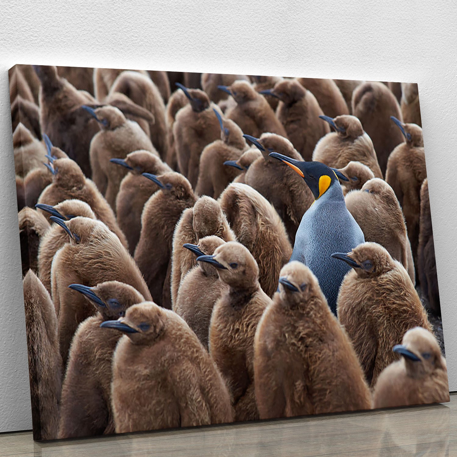 Adult King Penguin Aptenodytes patagonicus standing amongst a large group Canvas Print or Poster - Canvas Art Rocks - 1