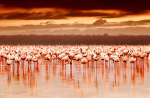 African flamingos in the lake over beautiful sunset Wall Mural Wallpaper - Canvas Art Rocks - 1