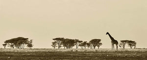 African landscape with giraffe in black and white Wall Mural Wallpaper - Canvas Art Rocks - 1