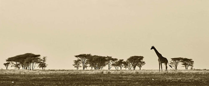 African landscape with giraffe in black and white Wall Mural Wallpaper