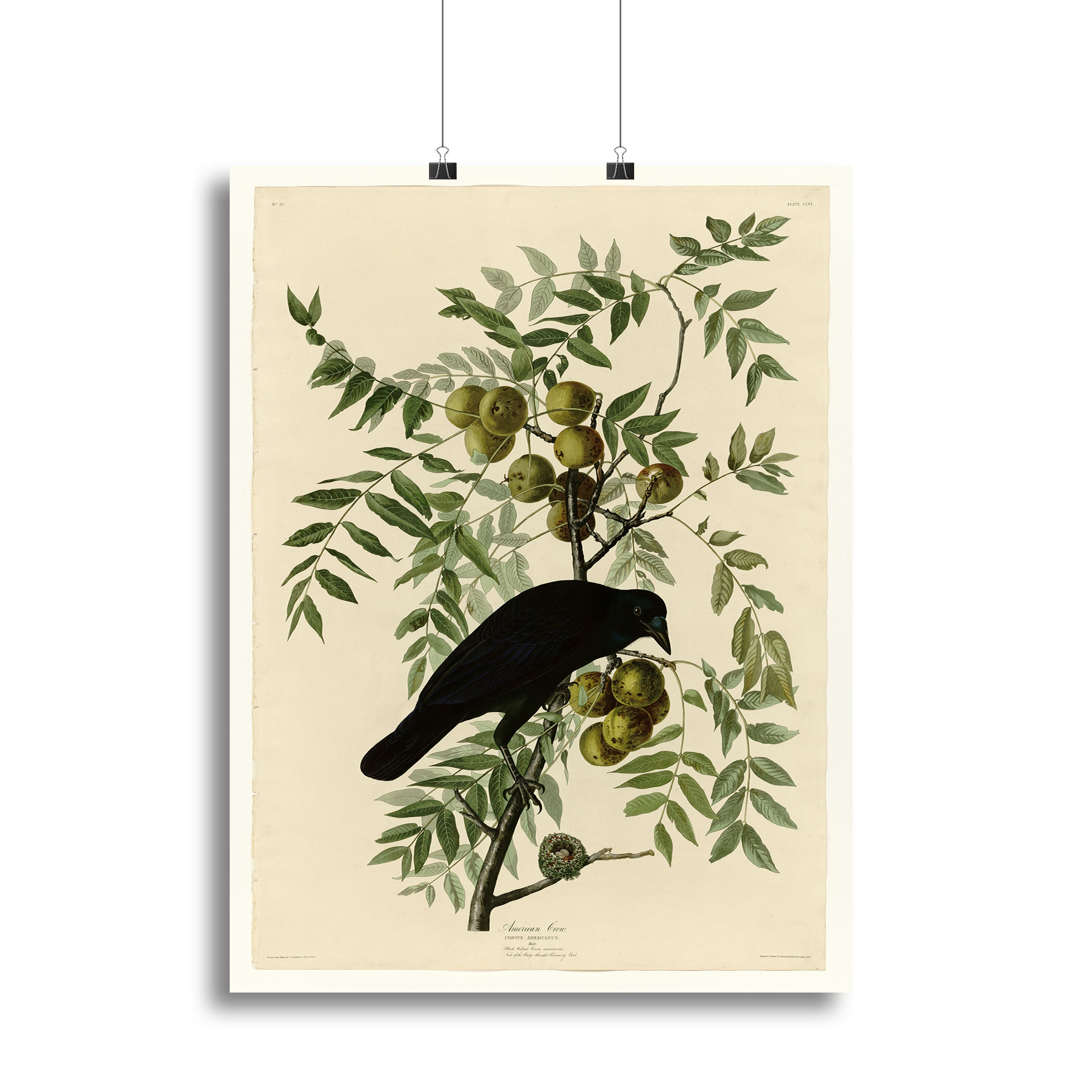 American Crow by Audubon Canvas Print or Poster - Canvas Art Rocks - 2